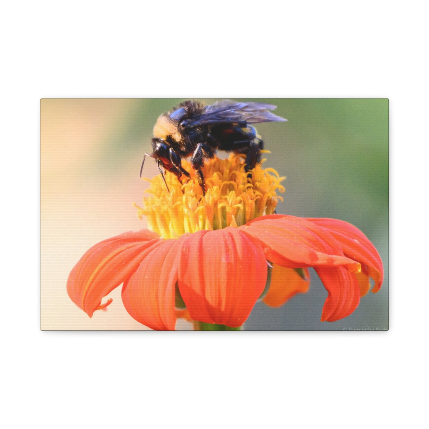 Bee on Flower Canvas Wall Art, Nature Decor, Floral Home Decoration, Gift for Bee Lovers, Pollinator Artwork, Eco-Friendly Wall Hanging
