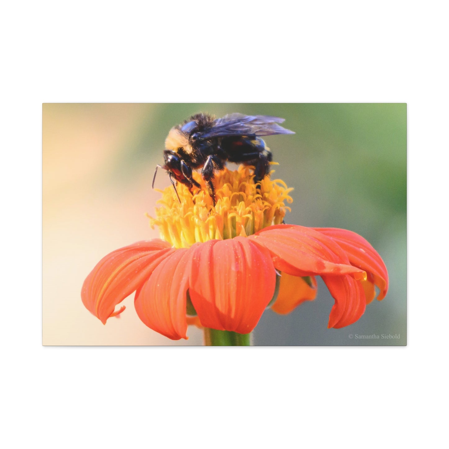 Bee on Flower Canvas Wall Art, Nature Decor, Floral Home Decoration, Gift for Bee Lovers, Pollinator Artwork, Eco-Friendly Wall Hanging