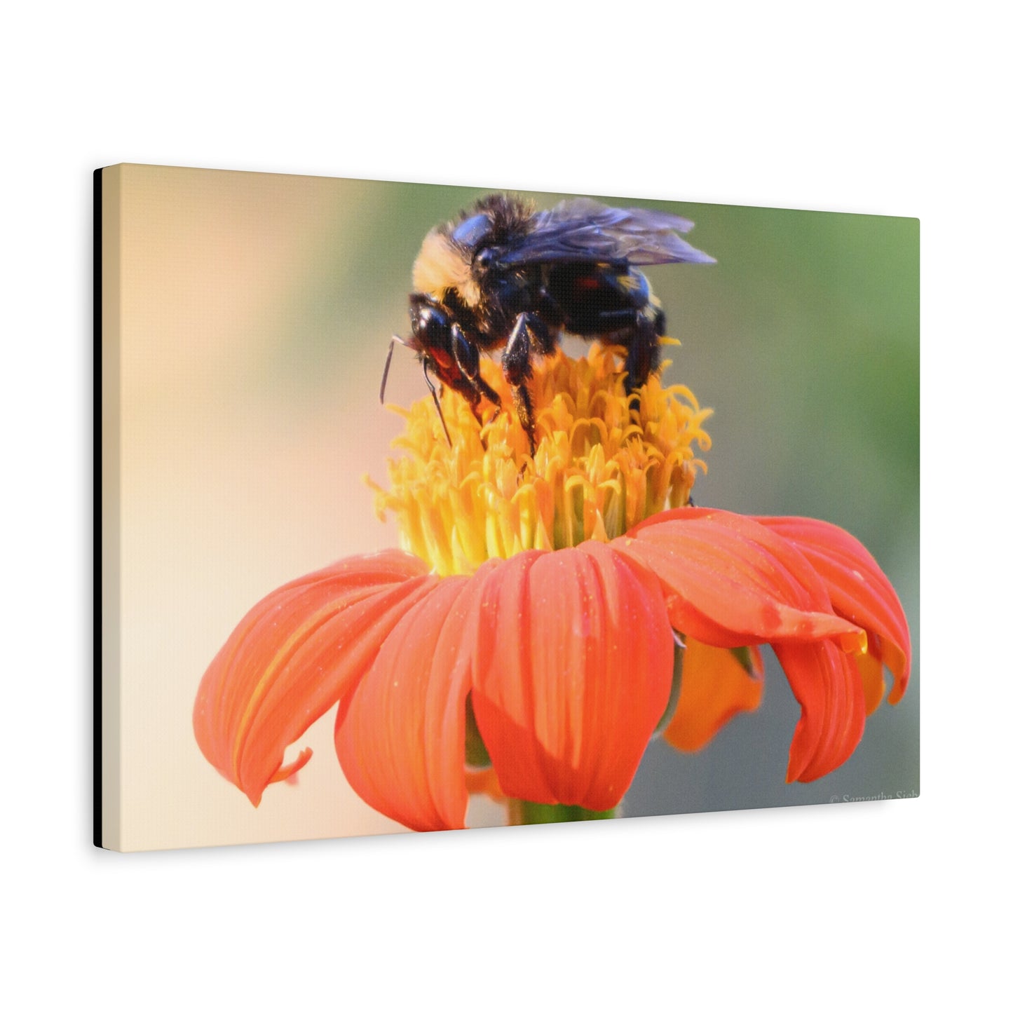 Bee on Flower Canvas Wall Art, Nature Decor, Floral Home Decoration, Gift for Bee Lovers, Pollinator Artwork, Eco-Friendly Wall Hanging