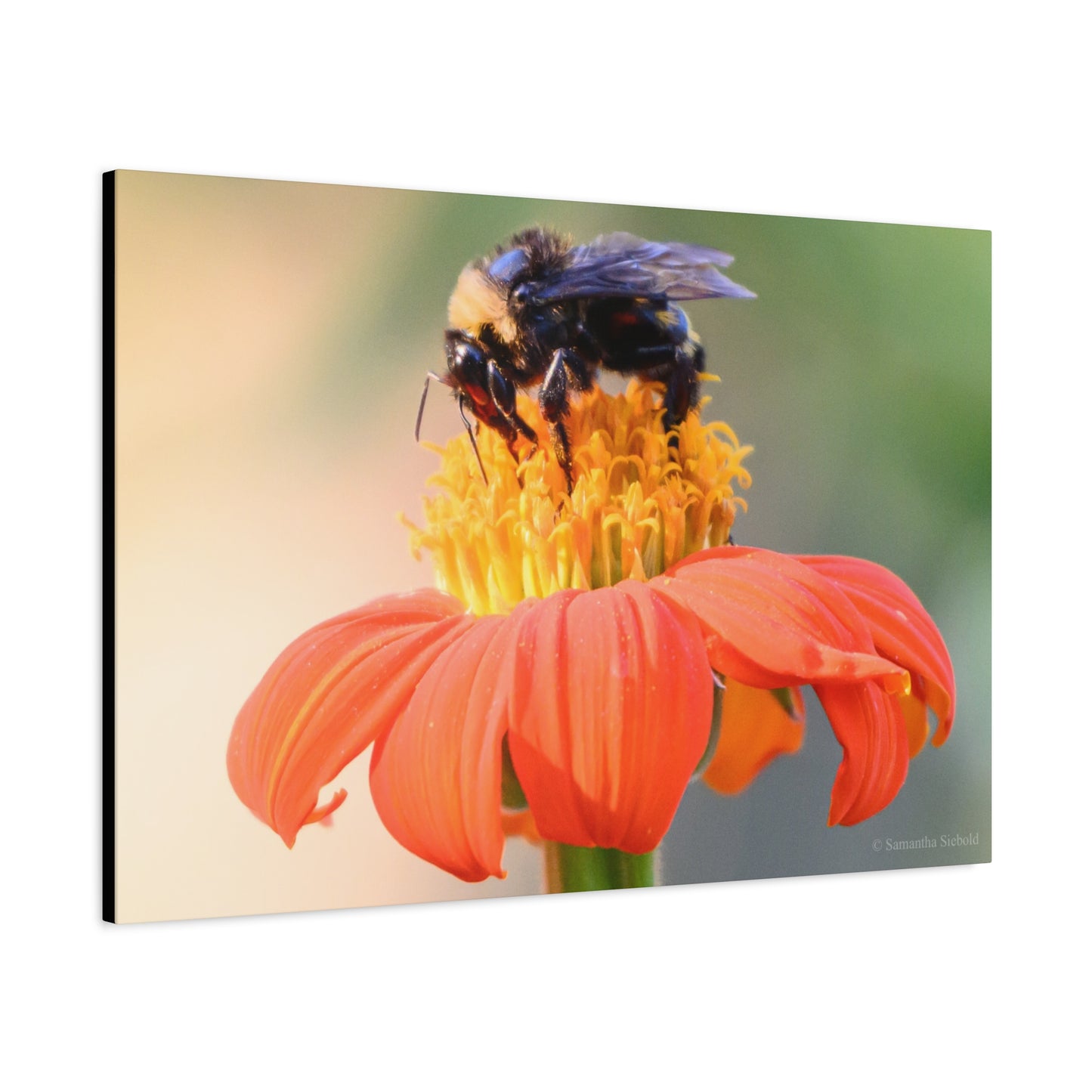 Bee on Flower Canvas Wall Art, Nature Decor, Floral Home Decoration, Gift for Bee Lovers, Pollinator Artwork, Eco-Friendly Wall Hanging