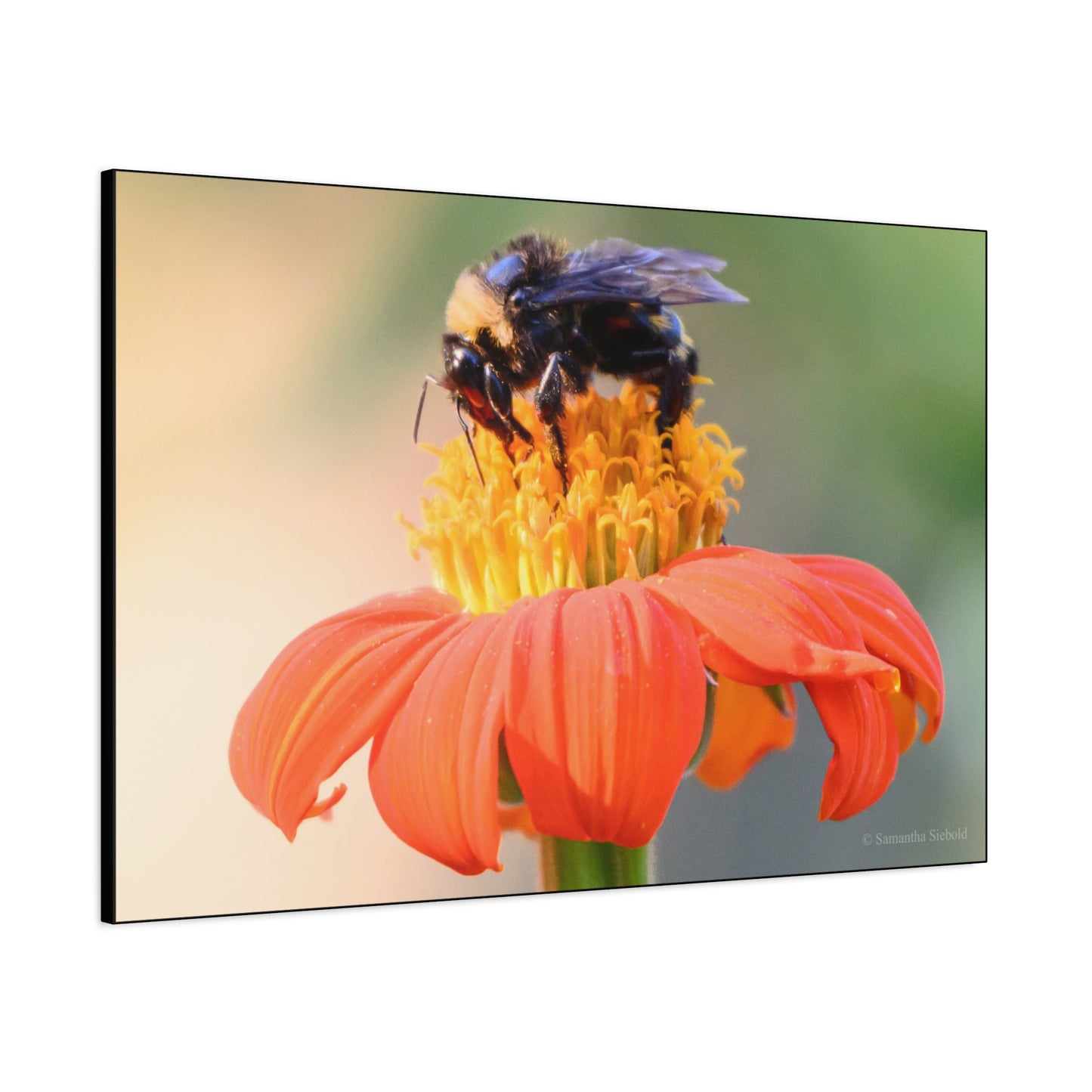 Bee on Flower Canvas Wall Art, Nature Decor, Floral Home Decoration, Gift for Bee Lovers, Pollinator Artwork, Eco-Friendly Wall Hanging