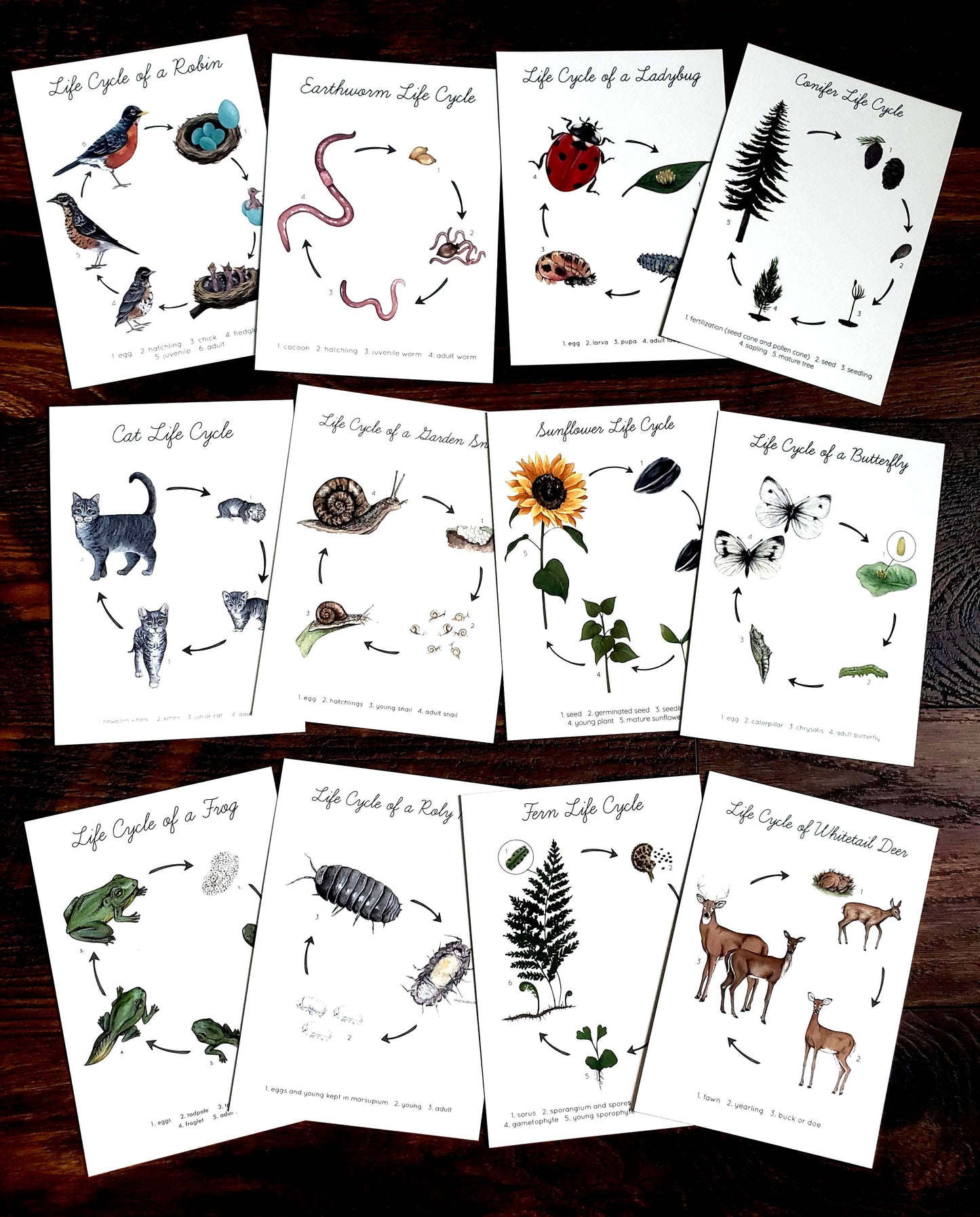 Backyard Nature Art Prints Set- Life Cycles : 5x7