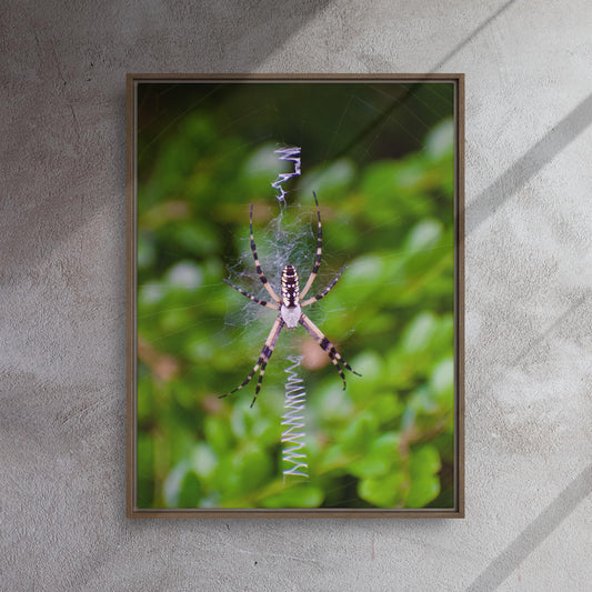 24x32 Framed Canvas Yellow Orb Weaver Original Photo Print
