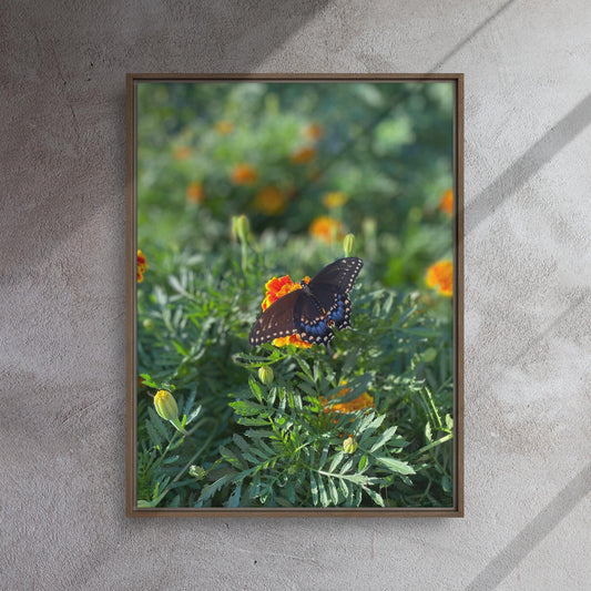 24x32 Framed Canvas Black Swallowtail Butterfly Original Photo Print